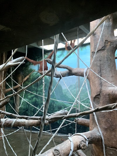 Sumatran Orangatan