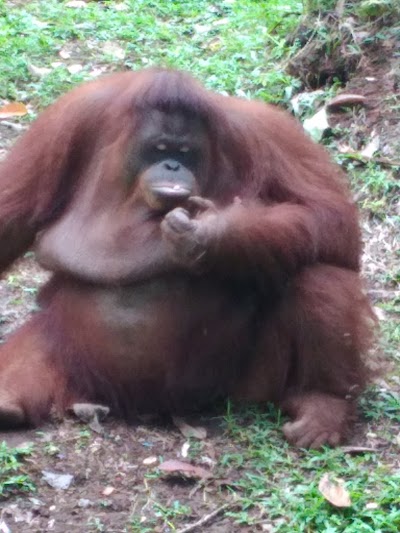 Photos of PO. Malino Putra
