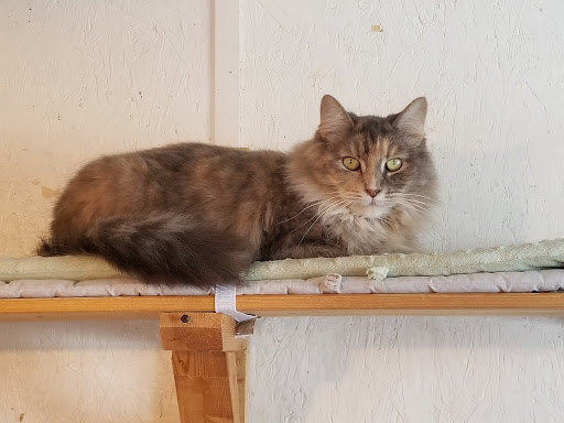 Loyalist Humane Society - Thumbnail