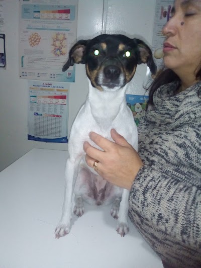 Photos of Pet Health Talca