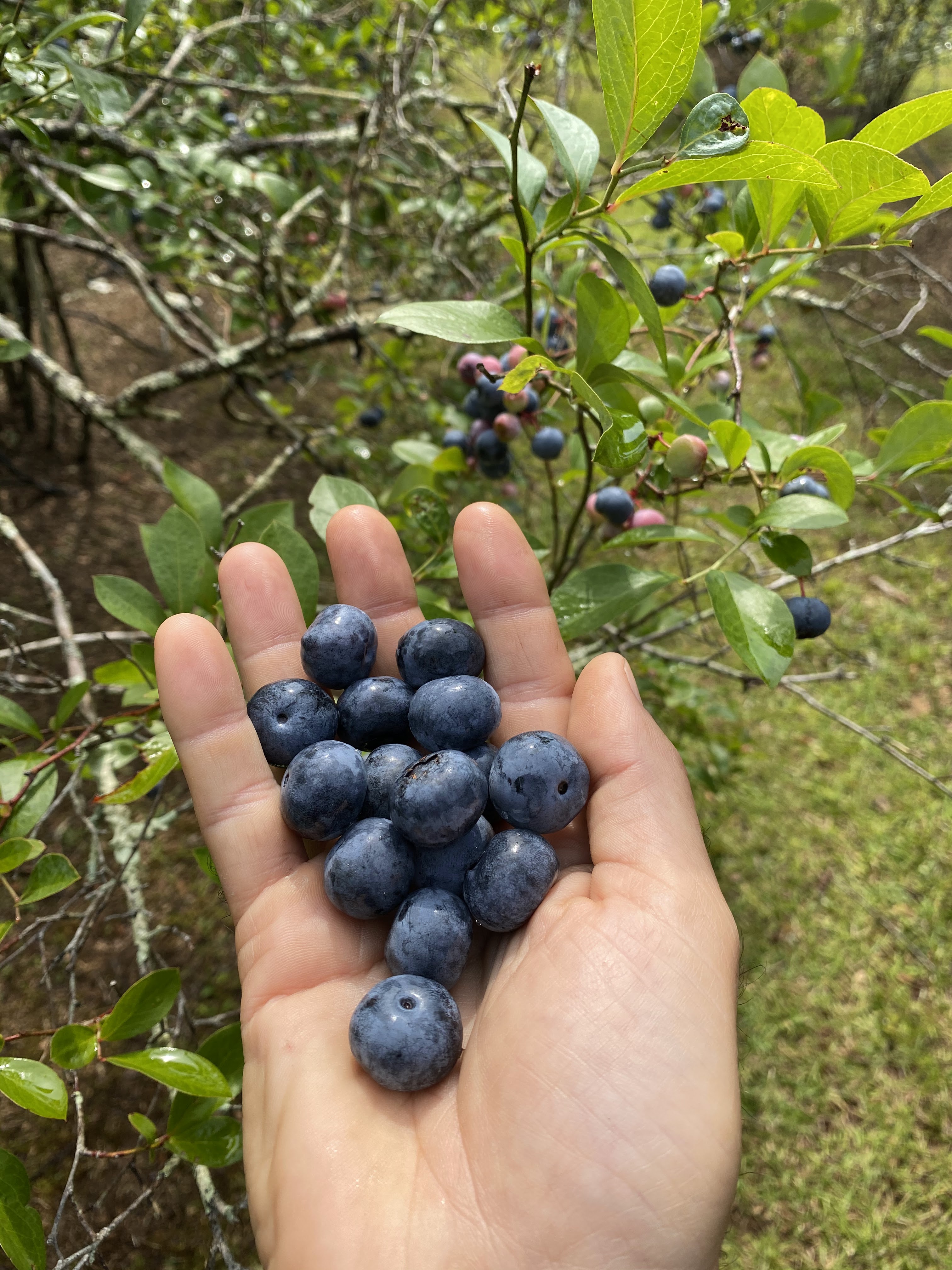 Cockeyed Farms