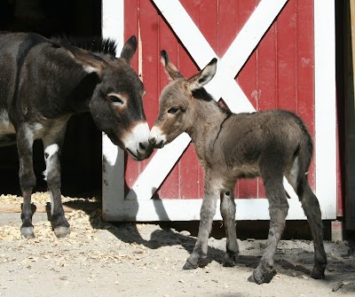 Indiana Family Farm-Fort Wayne Children’s Zoo