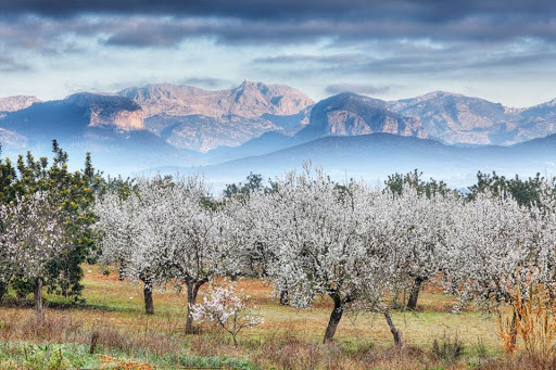 Mallorca Rental - Vacation homes Gallery - Spain