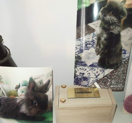 Pet Service - Visual
