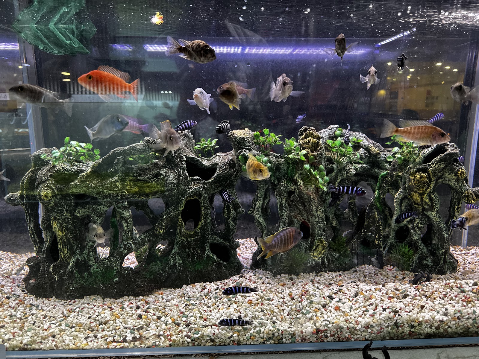 Flora and Fauna - صورة 2