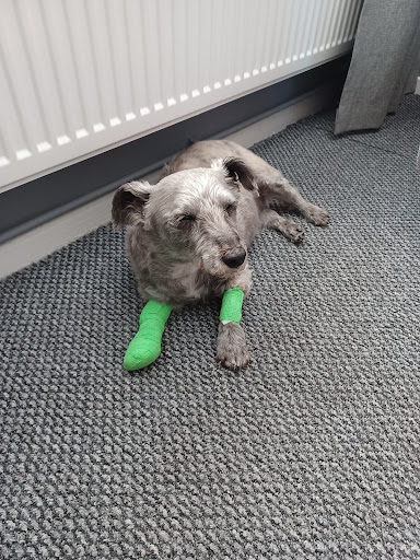 Kings Veterinary Centre - Thumbnail
