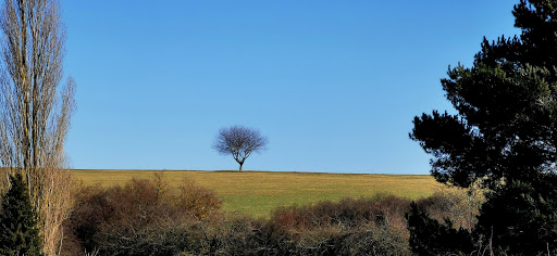 Der einsame Baum - Visual