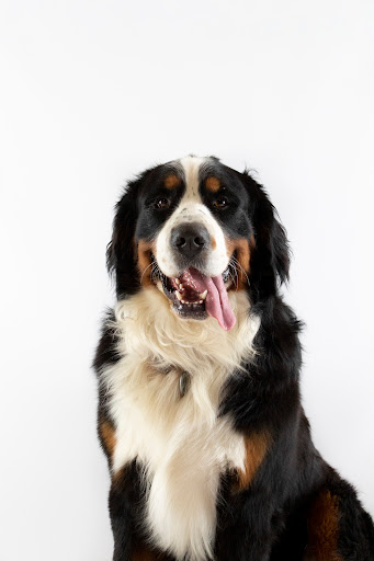 Clínica Veterinaria Triunfo Jardín