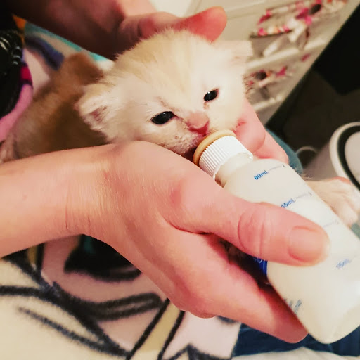 The Community Vet Nurse - Thumbnail