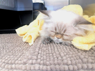 Photo n°46 de Clinique Vétérinaire My Vet Vallauris à Vallauris (Clinique vétérinaire)