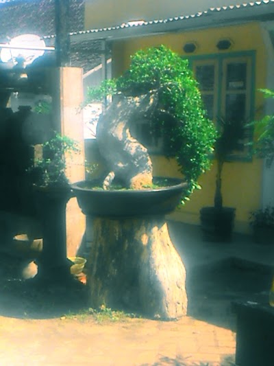 Photos of Bonsai Kunden Sari