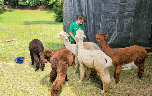 Buddy's Alpaca Farm Gallery - United States