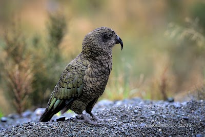 Photos of Real Journeys - Milford Sound