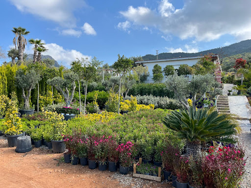 Yeşil bodrum peyzaj