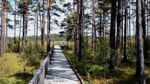 Traneröds mosse, parkering - Thumbnail