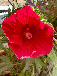 Photo n°32 de Les jardins du dahu à Arbusigny (Lodge)