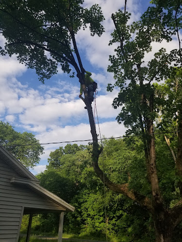 C&S Tree Service and Pressure Wash LLC.