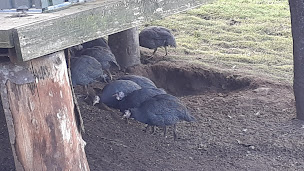 Photo n°9 de Ferme Val'é'Jean à Le Syndicat (Ferme à visiter)
