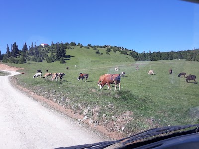 Güce