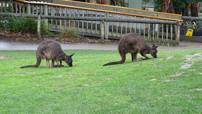 Ballarat Wildlife Park