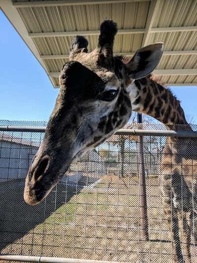 Wild Wilderness Drive-Through Safari