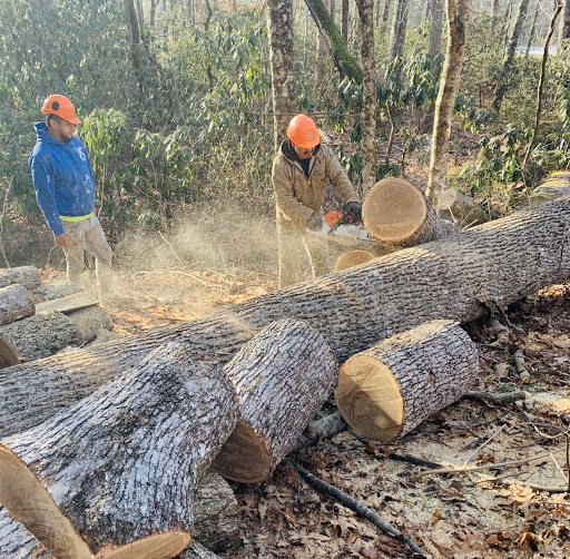NICOLAS TREE SERVICE - Thumbnail