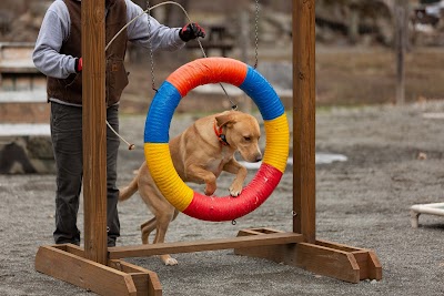 Quinebaug Kennels: QK Dogs