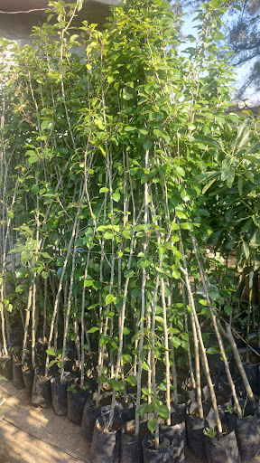 Vivero Debanelly - Thumbnail
