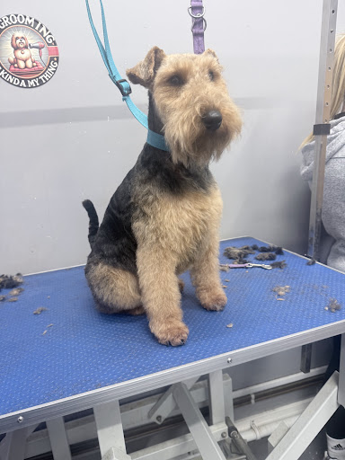 Tidy Dog Grooming And Spa LTD