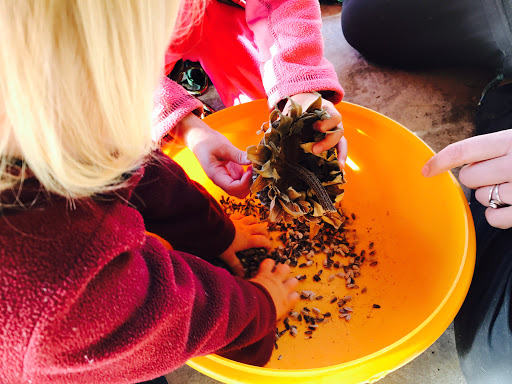 Maple Sprouts Forest School Gallery - United States