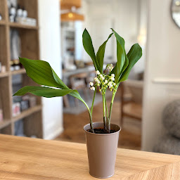 Photo n°4 de CÔTÉ H à Limonest (Magasin d'ameublement et de décoration)