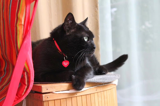 Photo de Médailles gravées pour chien et chat