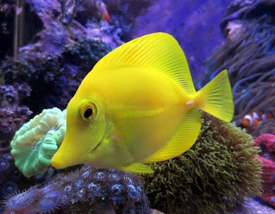 aquarium