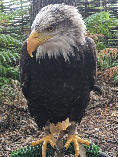 Falconry Centre - Visual
