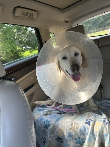 Trinity Animal Veterinary Hospital - Thumbnail