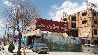 Photos of جوجه طلایی مولایی