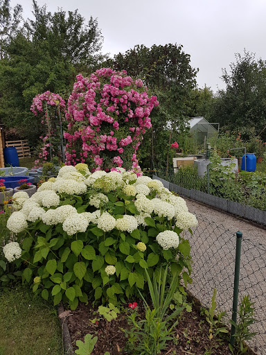 Nurinin Cay Bahcesi - Thumbnail