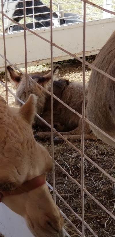 Petting Zoo