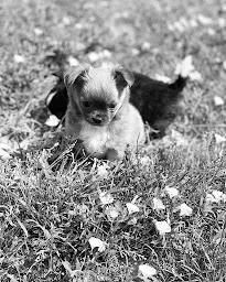 Photo n°19 de Élevage de spitz nain Domaine des Marineros à Poncins (Éleveur de chiens)