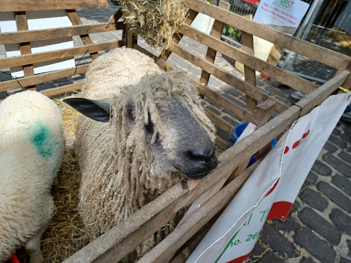 Skipton Market - Thumbnail