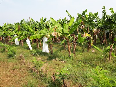 Photos of CIC Banana Packing Center