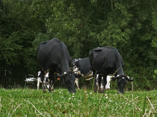 Ferme de la Mare Caveliere - Thumbnail