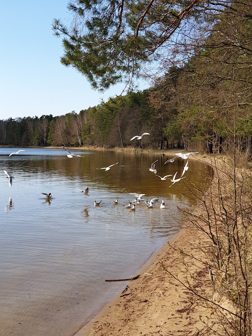 Lake Visaginas