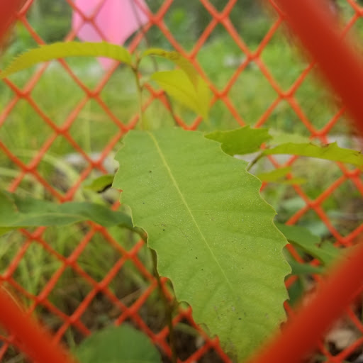 Mohegan State Forest - Thumbnail