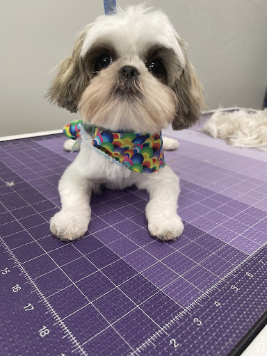 K-9 Yacht Club