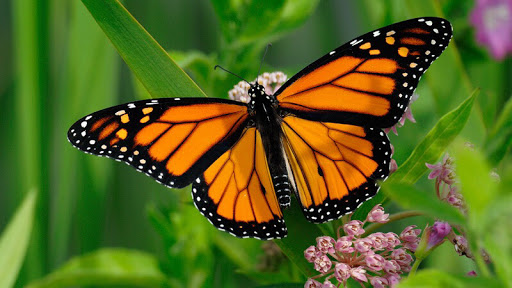 ANITA’S CARE VILLA Residential Care For Elderly Or Assisted Living Facility Home For Senior Care