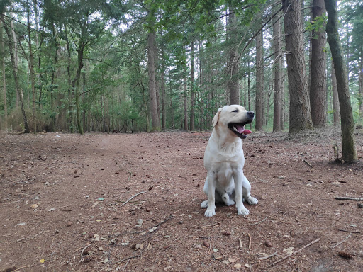 Sonse bos - Thumbnail