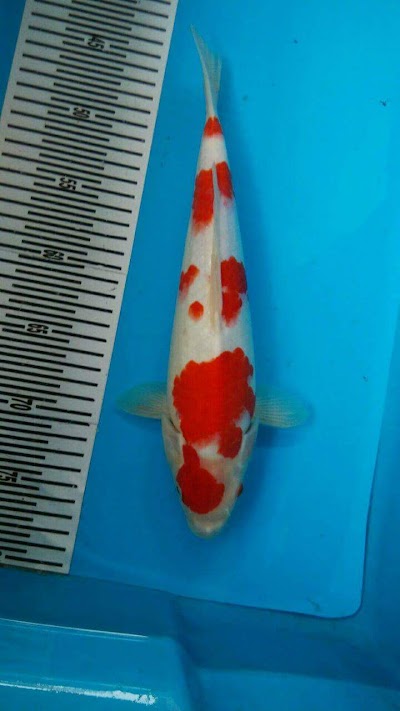 Photos of 'ArasyKoi Fish & Farm