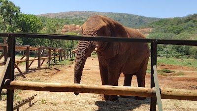 Photos of The Elephant Sanctuary - Hartbeespoort