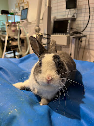 Photo n°13 de VETINPARIS - URGENCES vétérinaires Paris 24/24 et 7/7 à Paris (Vétérinaire)